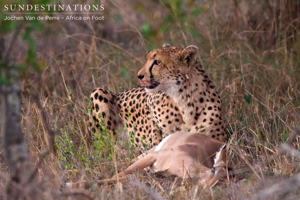 This cheetah mauled an impala outside rooms 3 and 4.