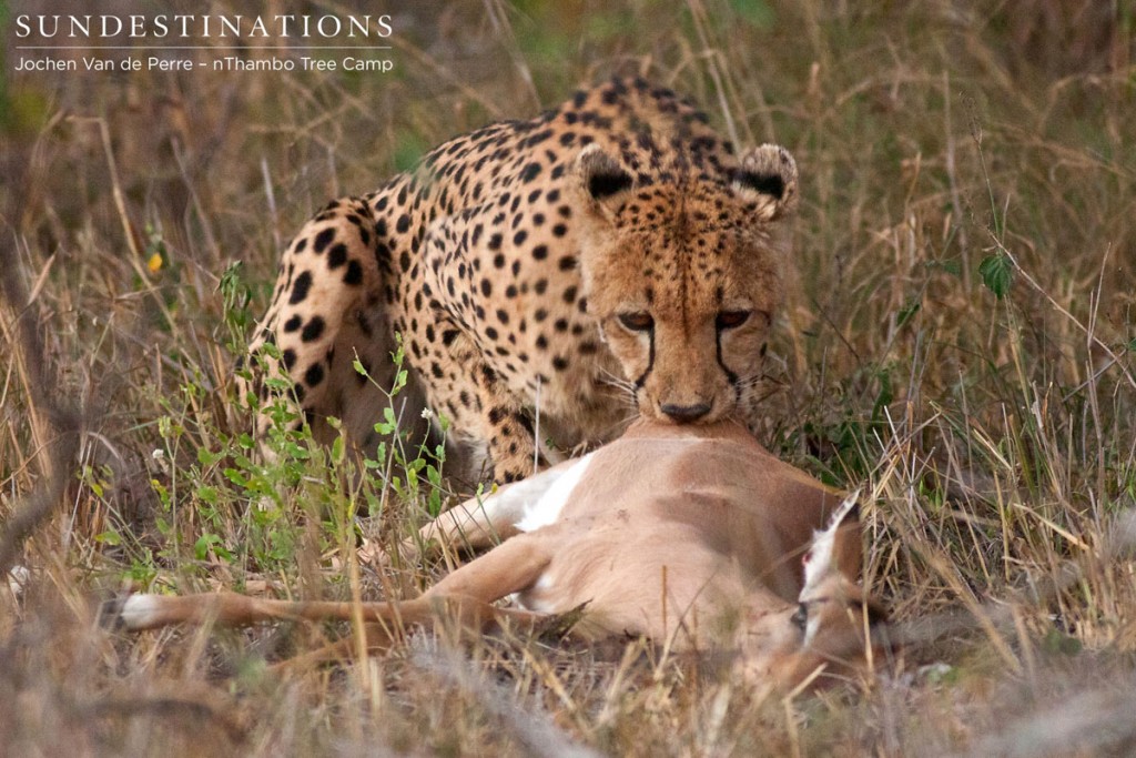 Cheetah Feeds on Impala