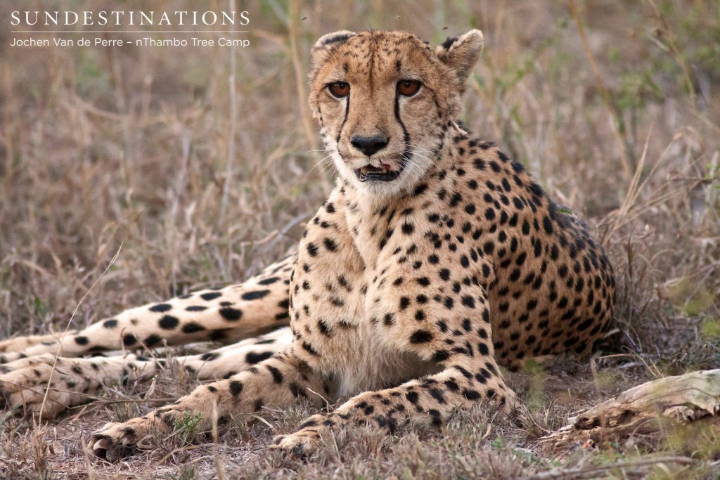 Cheetah often hunt alone. When they hunt in solitude they tend to take down smaller prey.