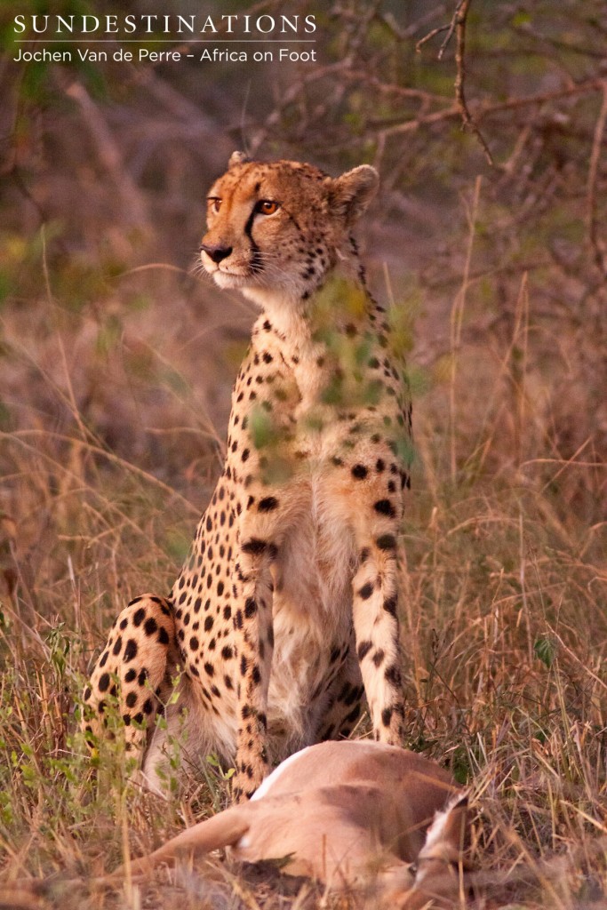 nThambo cheetah with impala kill