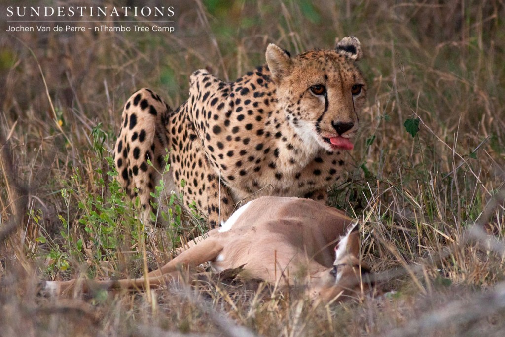 Cheetah with impala