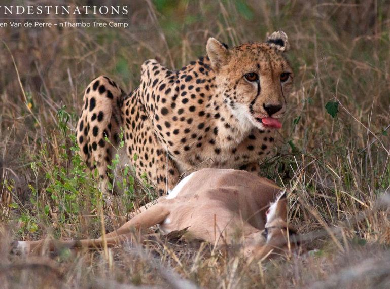 Cheetah Mauls an Impala at nThambo Tree Camp