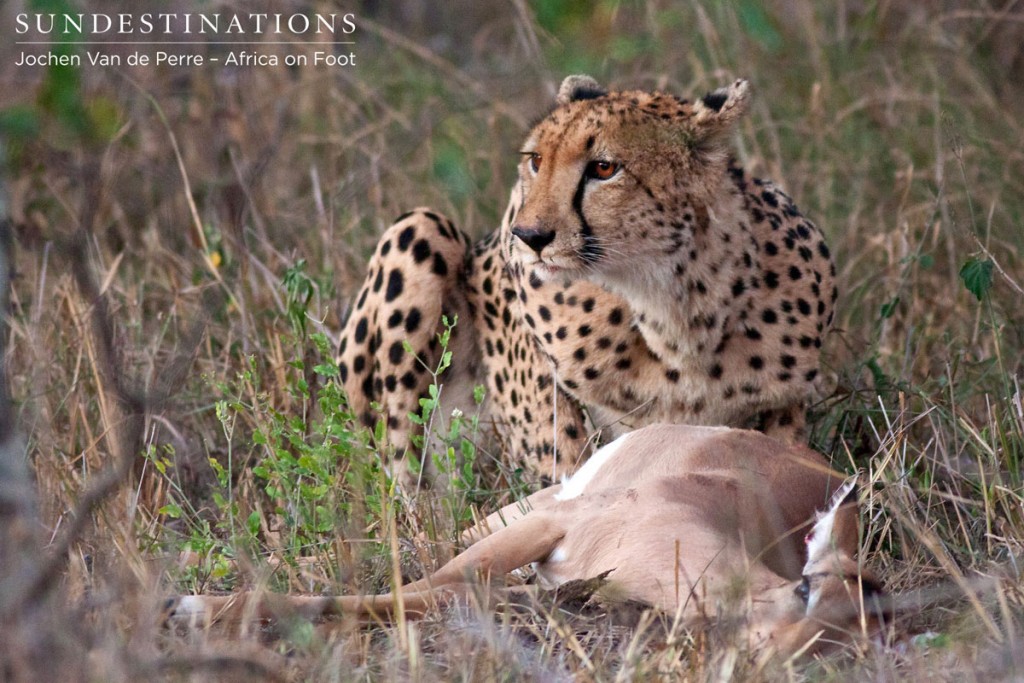 Cheetah at nThambo, guarding the kill closely.