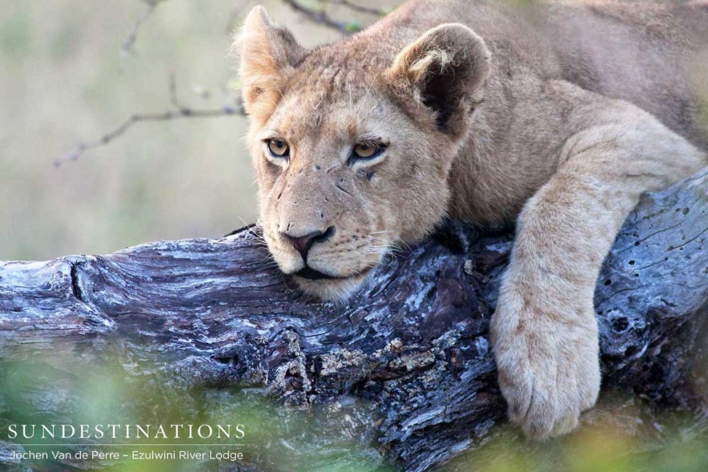 Taking time out on a tree branch