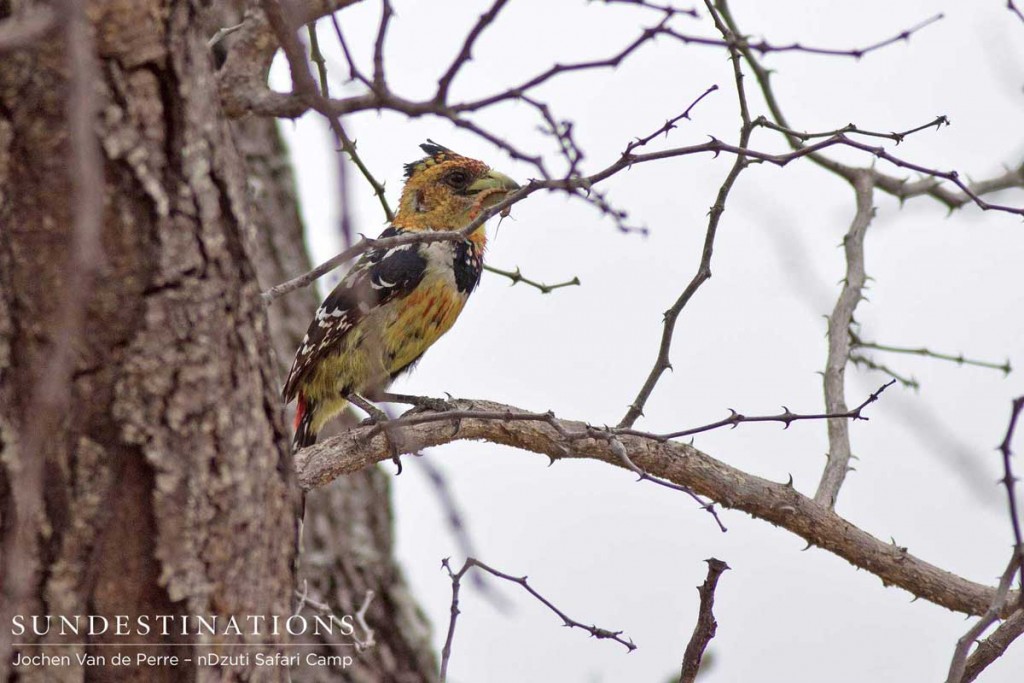 Crested barbet