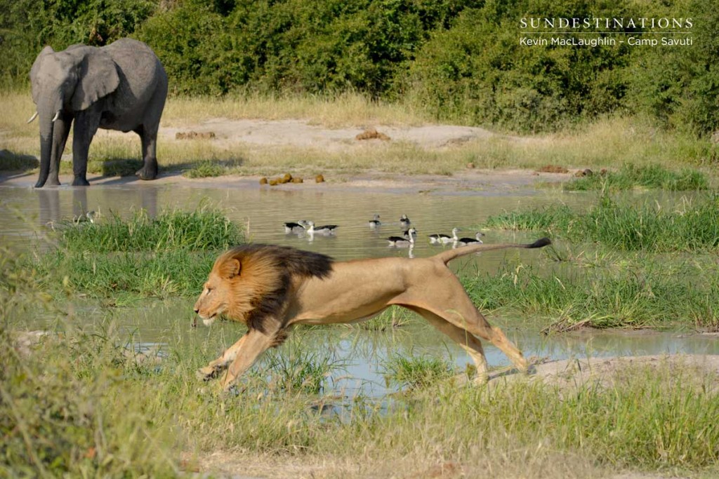 Lion leaping over a stream with an elephant in the background