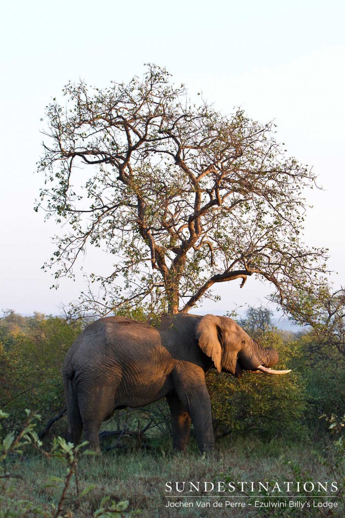 Elephant dwarfed by a tree