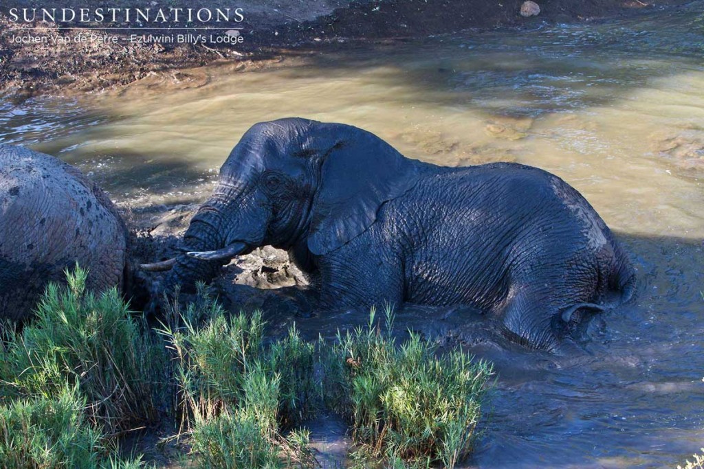 Billy's Lodge waterhole elephant rolling in the mud