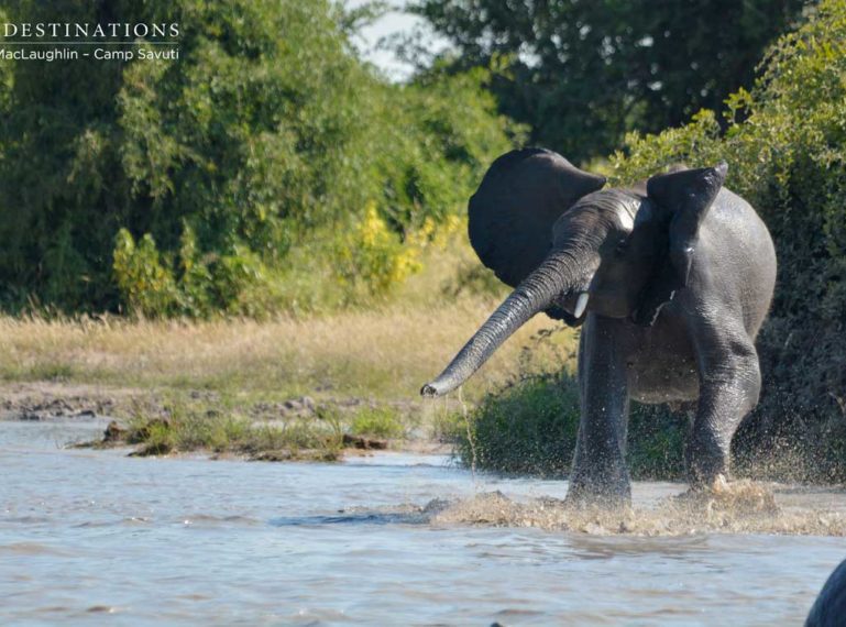 Elephants get stuck into Savuti mud bath