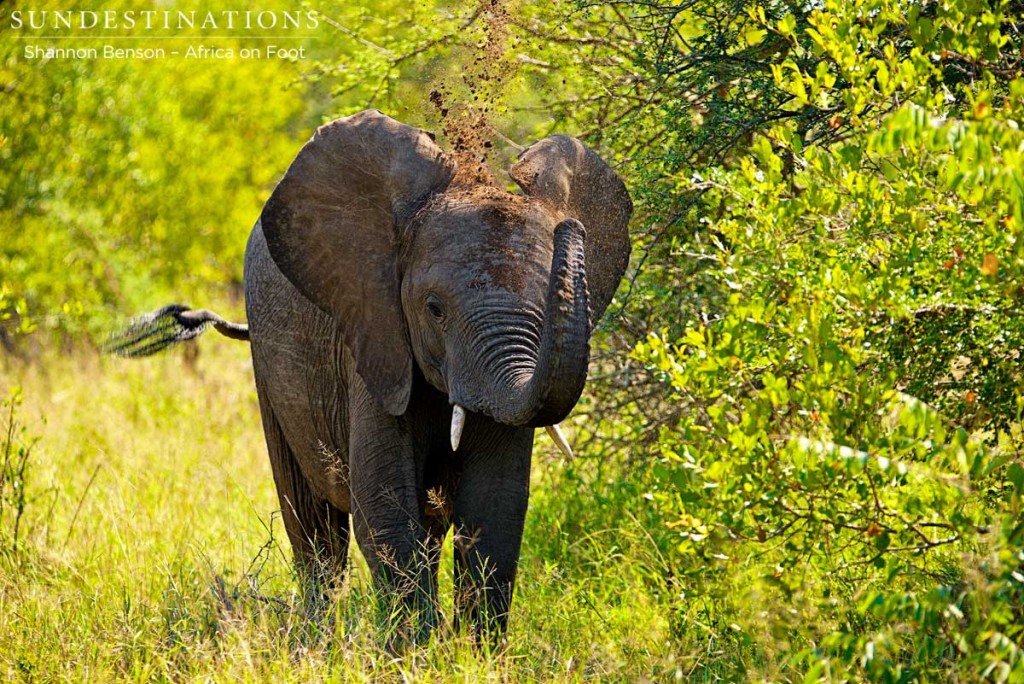 Elephant enjoys a mud bath