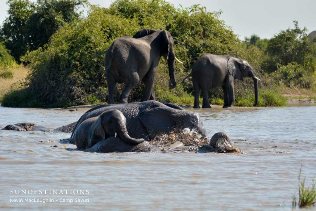 An elephant pile-on in the waterhole
