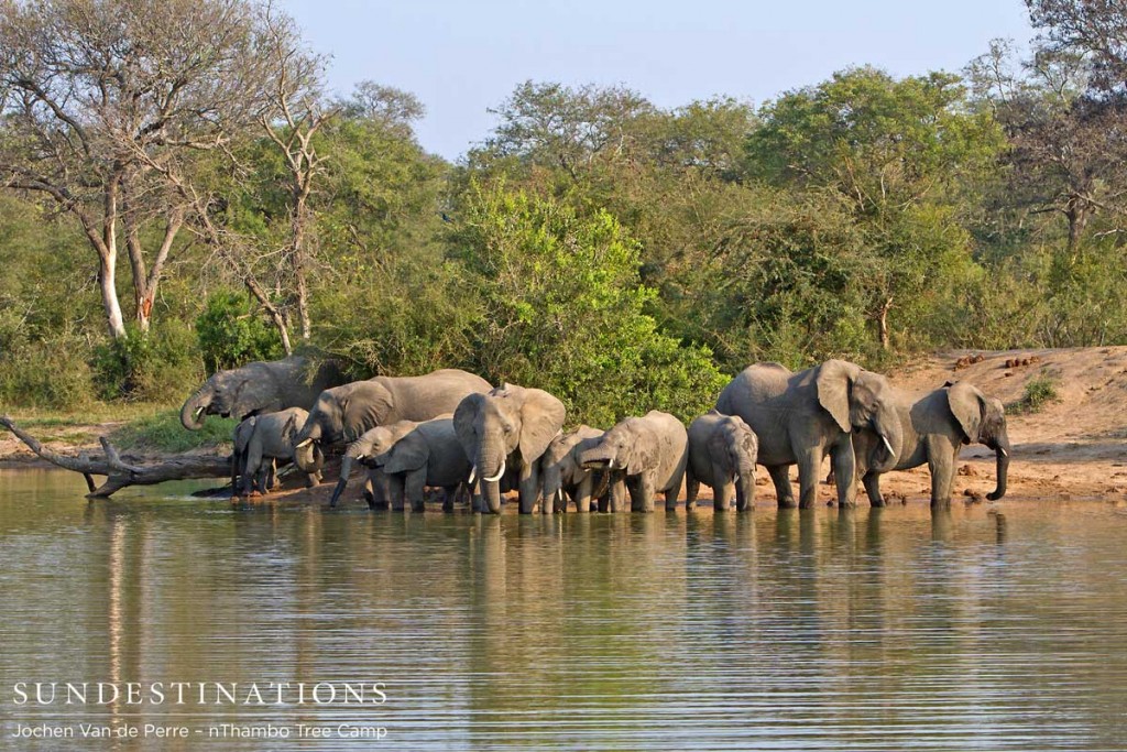 Elephants at Twala Dam
