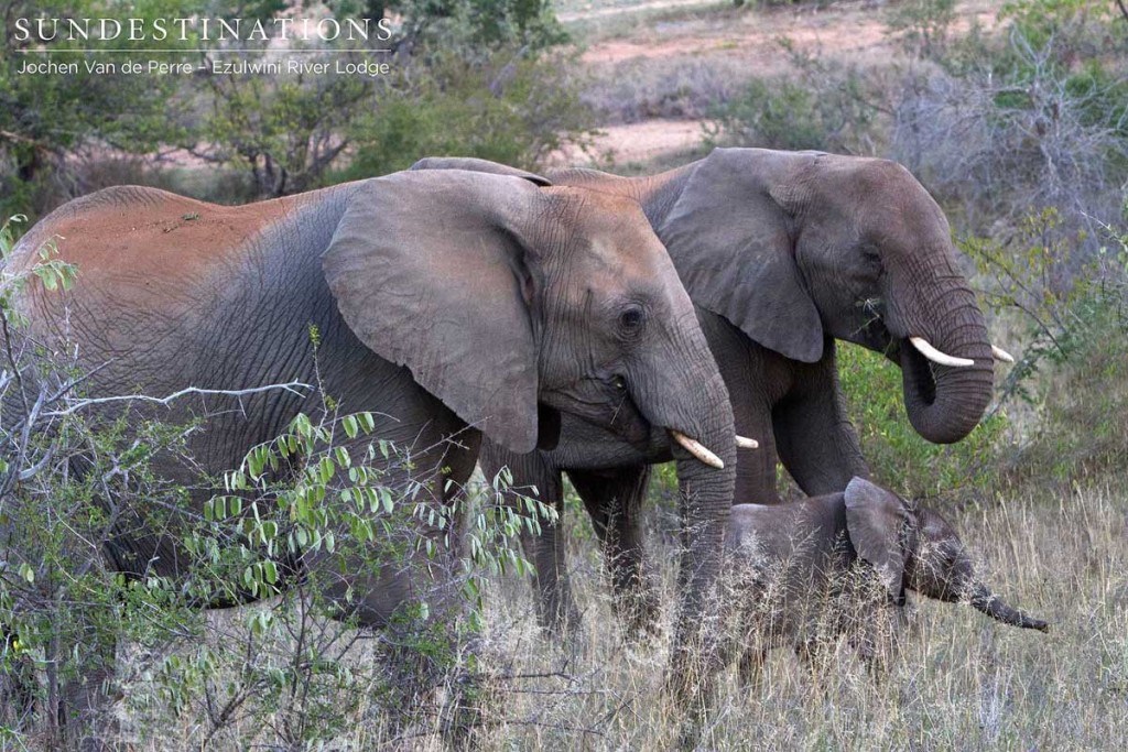 Elephants covered in dirt