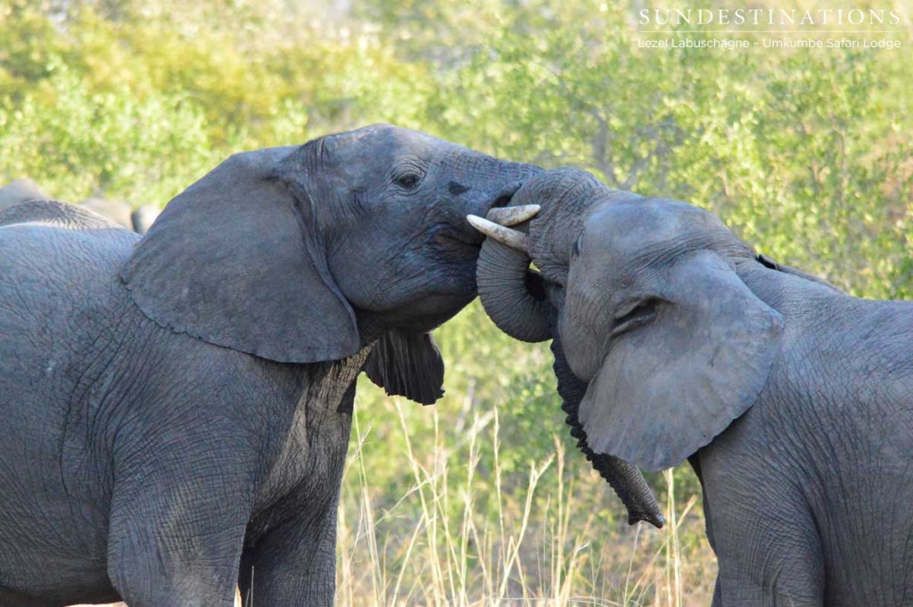 Elephants caught in mock battle in the Sabi Sand