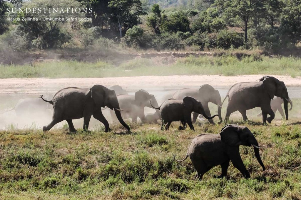 Elephant stampede the Sand River