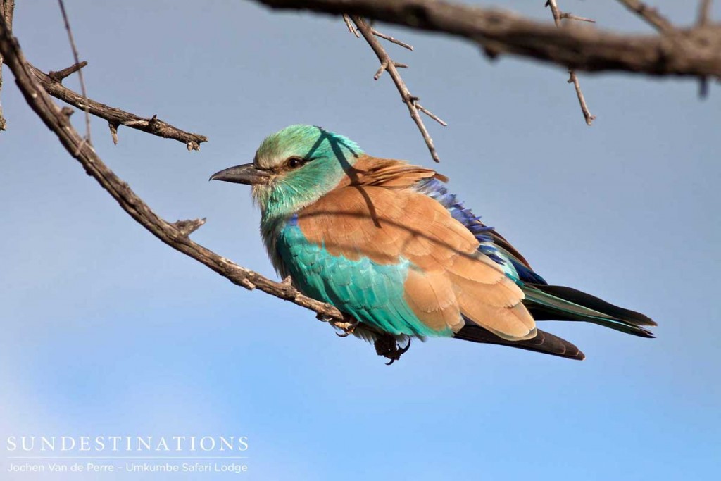 European roller