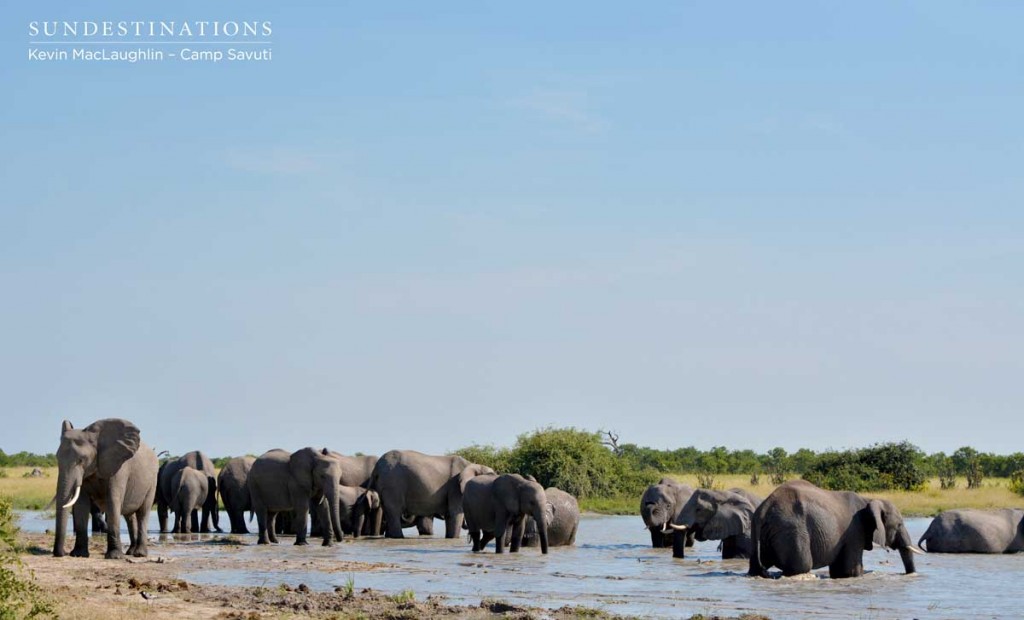 A family affair in the mud wallow