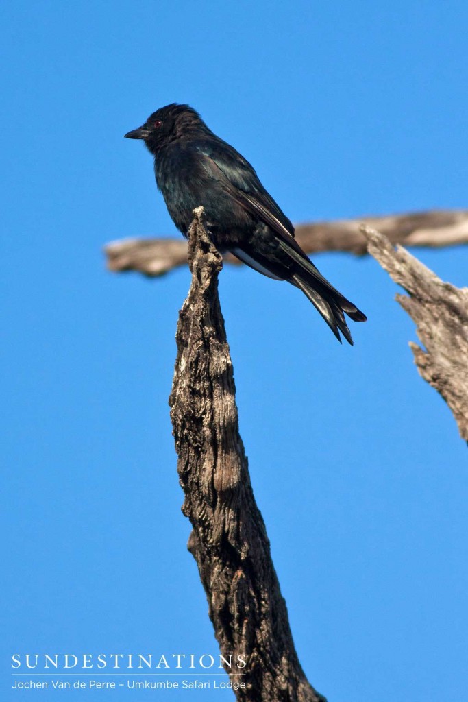 Fork-tailed drongo