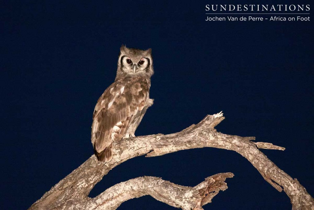 Giant eagle owl