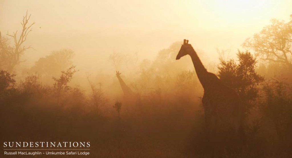 Giraffe in the mist