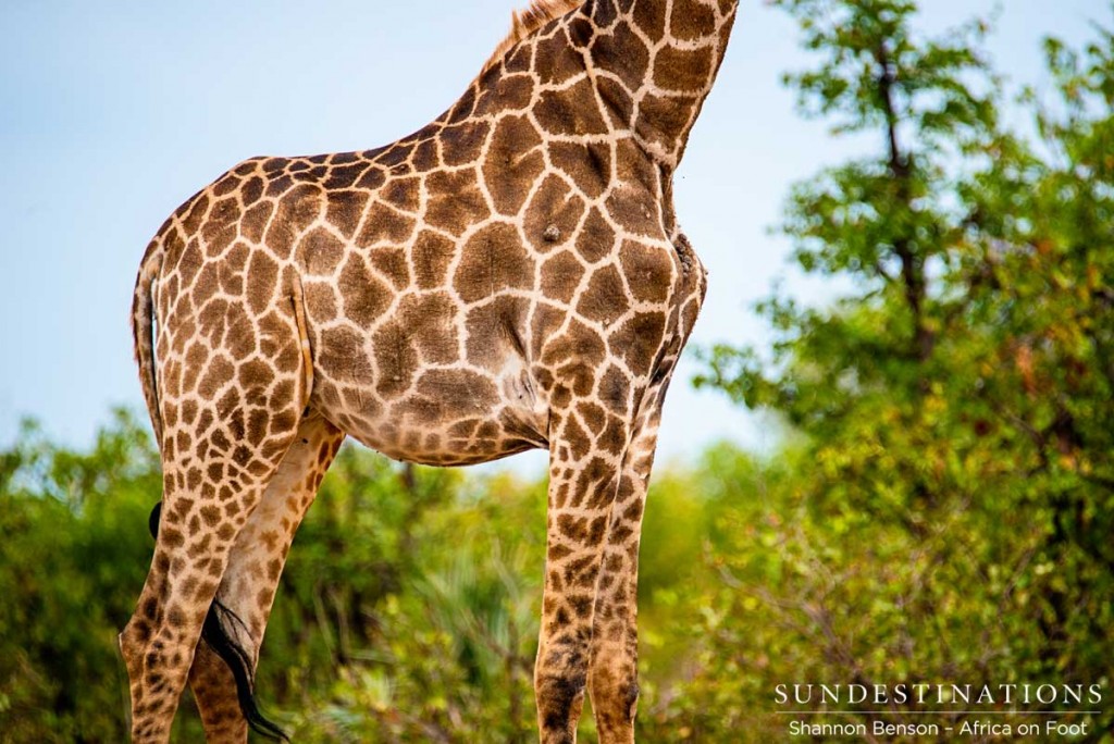 Giraffe patterns