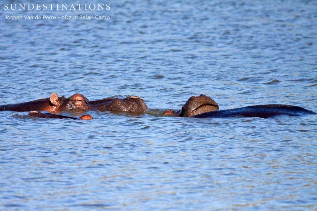 Hippos sleeping in nDzuti dam