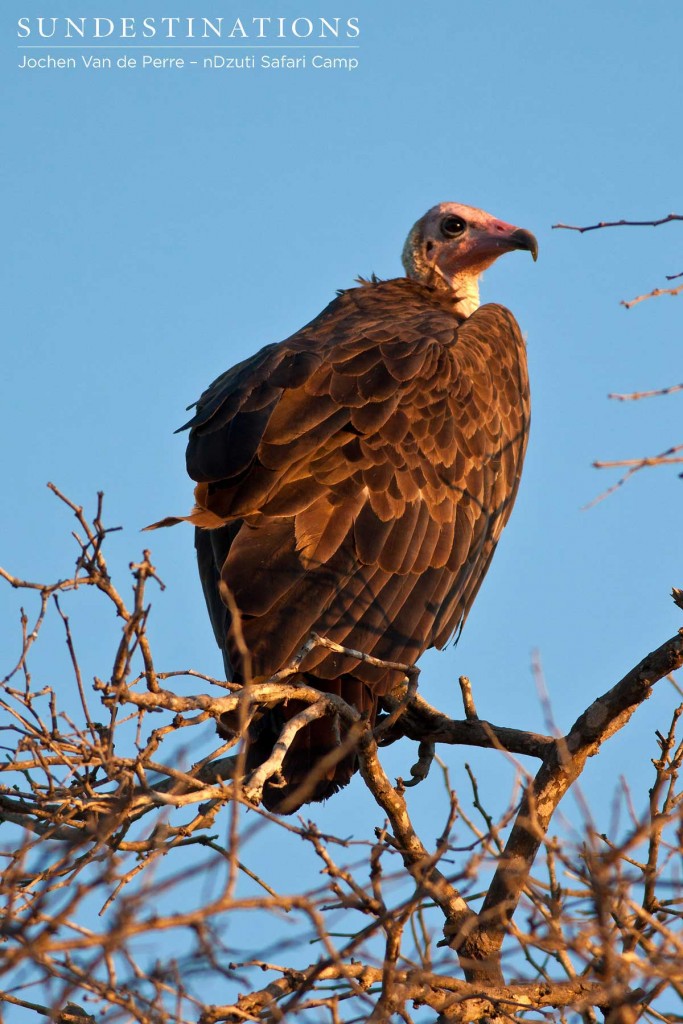 Hooded vulture