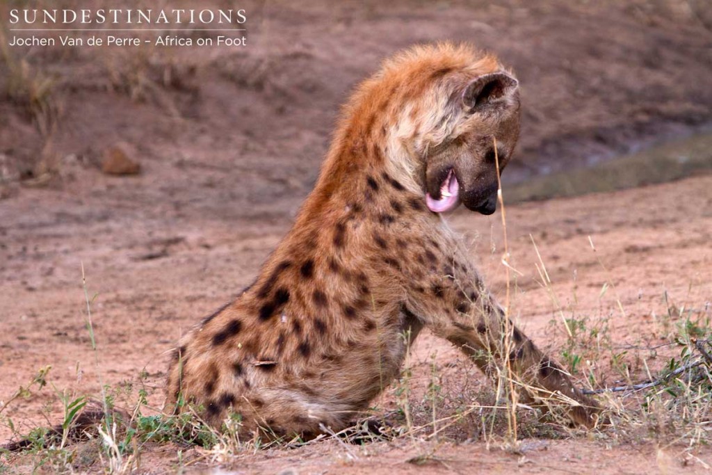 Grooming hyena