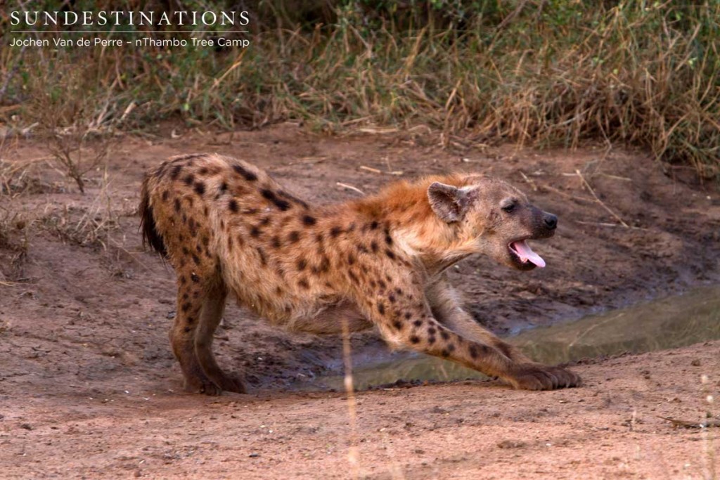 Hyena stretching and yawning