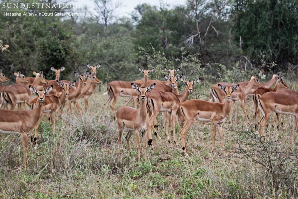 Impala herd standing to attention at nDzuti