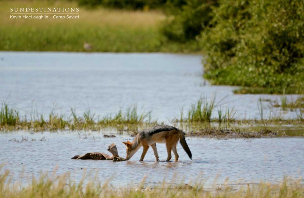 Black-backed jackal and elephant bones