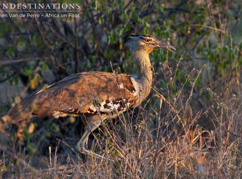 Bonkers About Birds