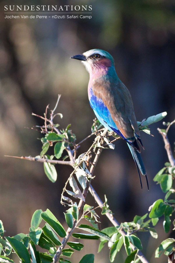 Lilac-breasted roller