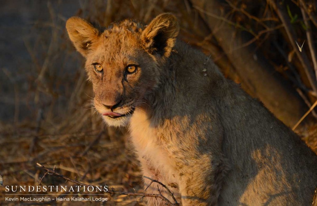 Lion cub at a kudu kill