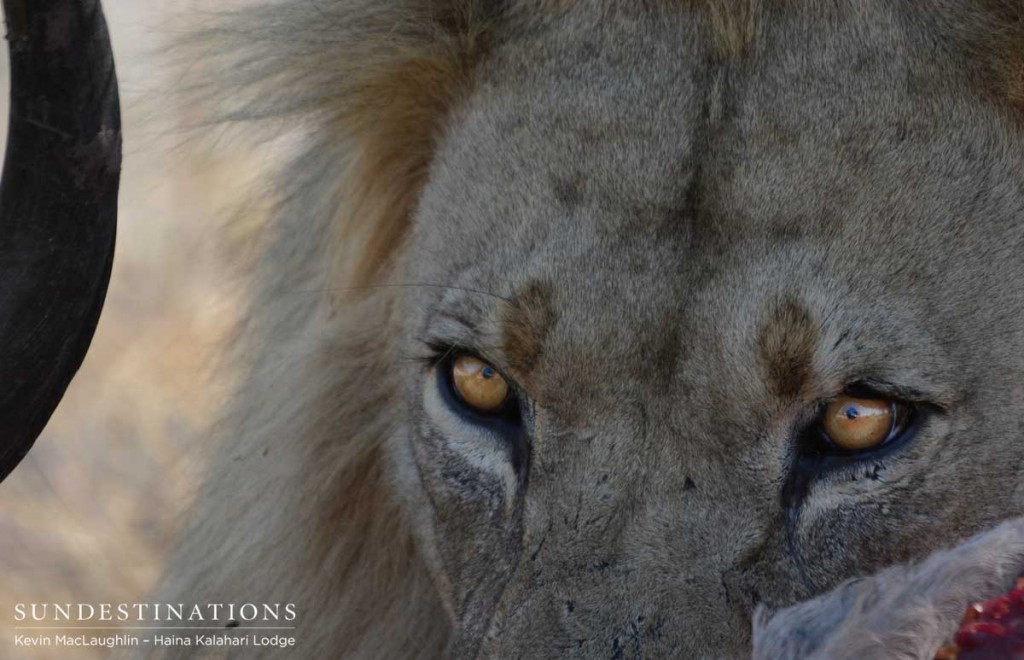 Close up with a lion