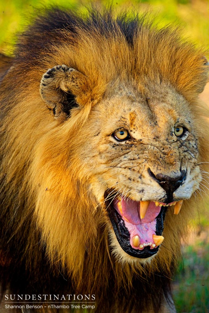 Lion bears his teeth in a growl
