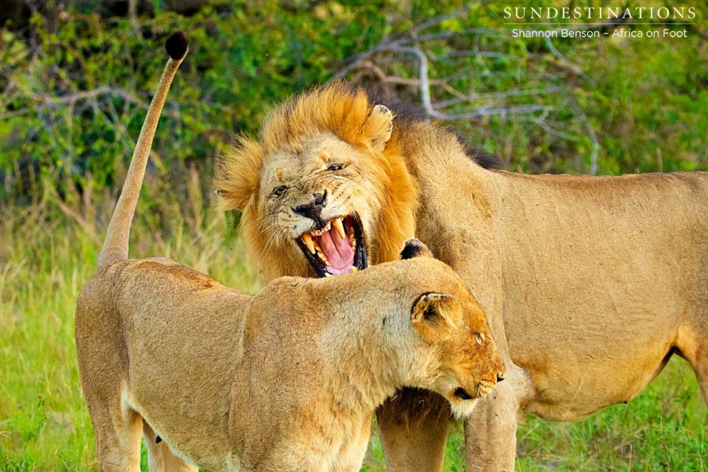 Mating pair of lions - Ross lioness and Trilogy male