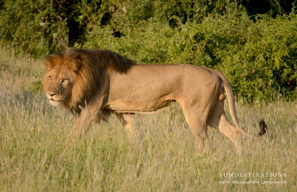 Lion retreats after a mock charge