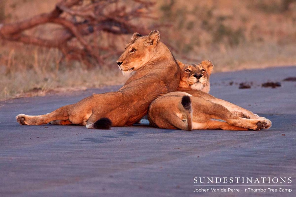 Ross lioness sisters bond with each other