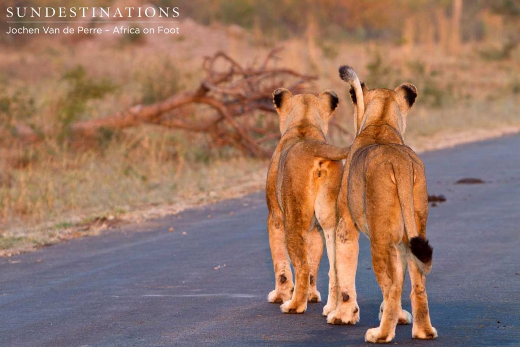 Ross lionesses parade on the road