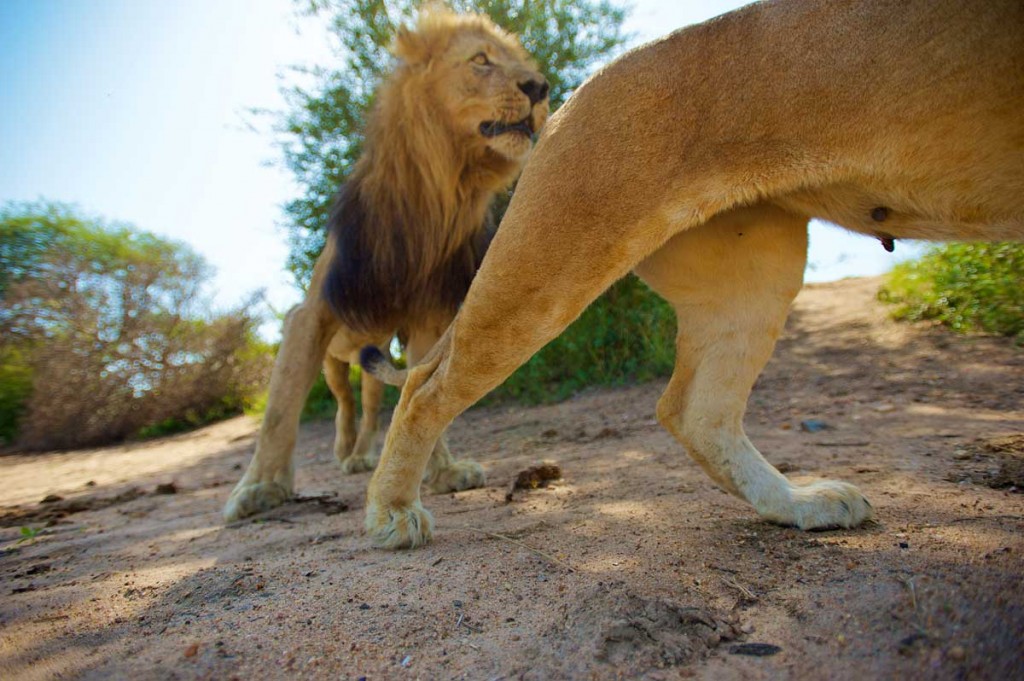 Mating lions caught on beetle cam by Herco van Houdt