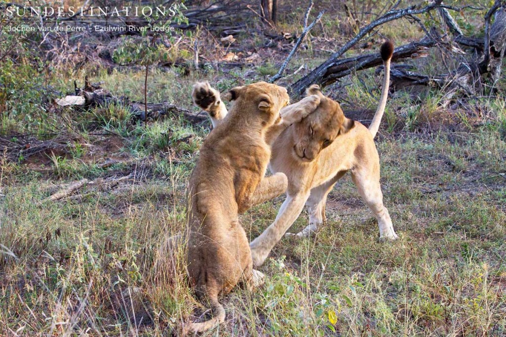 Lions play-fighting