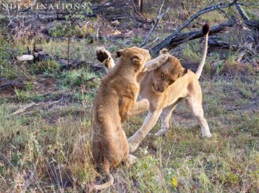 A pride of lions as big as the Olifants West pride is bound to engage in some horse play, especially with the number of cubs and sub-adults involved. Once the pride was one whole group, but since the death of previous leader, Big Boy, the pride has split into 2, which are now known as […]