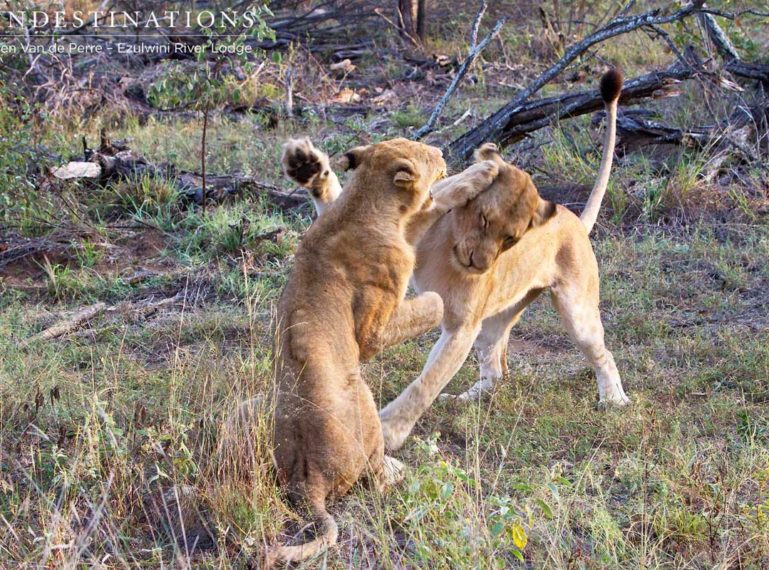 Lion Games in the Olifants West Pride