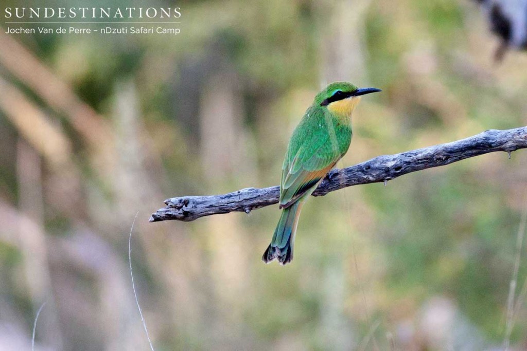 Little bee-eater