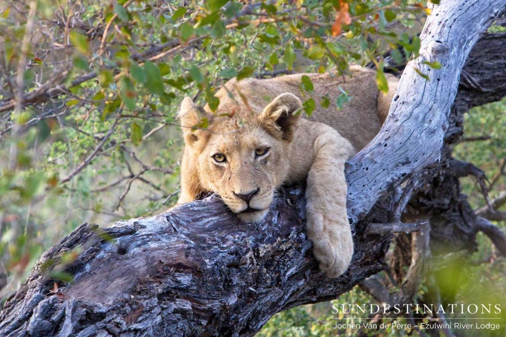 Resting on a tree branch