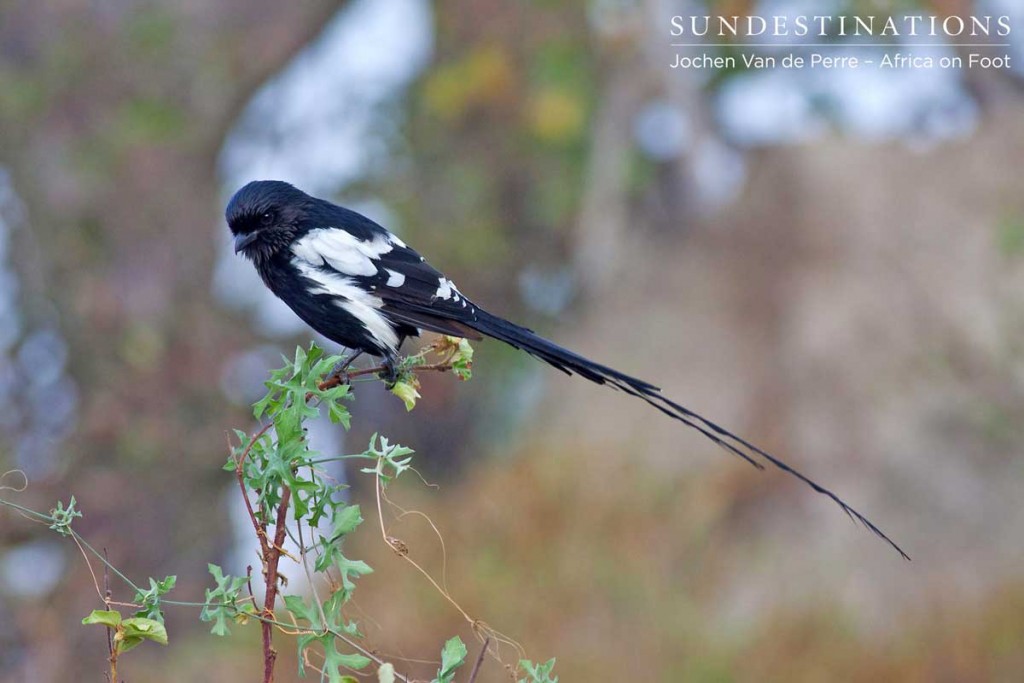 Magpie shrike in the Klaserie