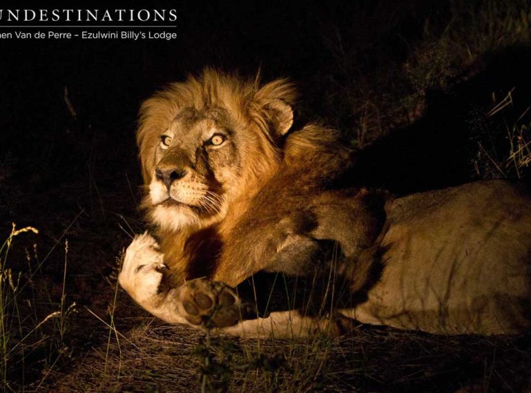 Male lion roaring on Ezulwini game drive