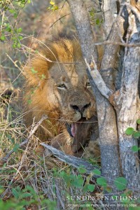 Duma's brother eating a warthog
