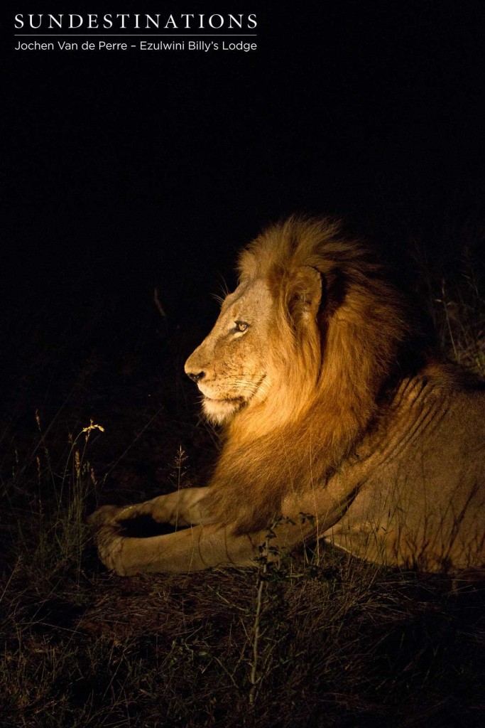 Olifants West male seen on his own at night